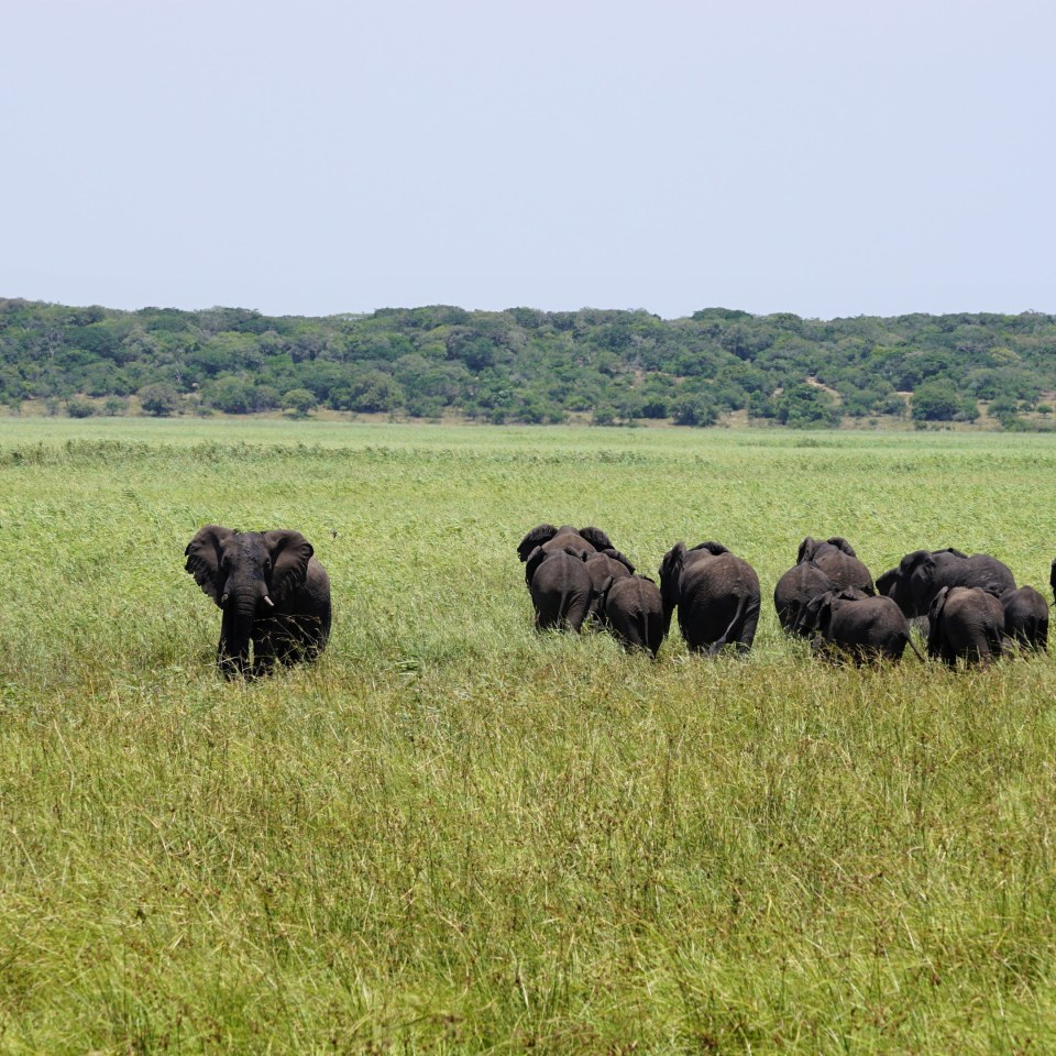 Safari-Highlights bei Johannesburg und Baden in Mosambik